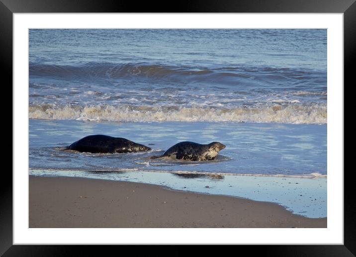 Seals on Horsey Beach, North Norfolk. Framed Mounted Print by mark humpage