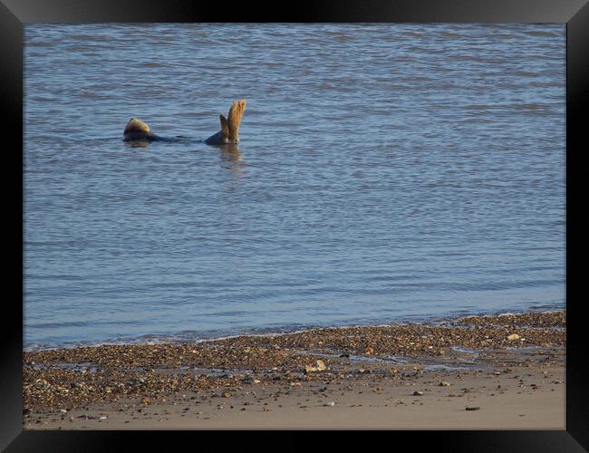 Seal on Horsey Beach, North Norfolk. Framed Print by mark humpage