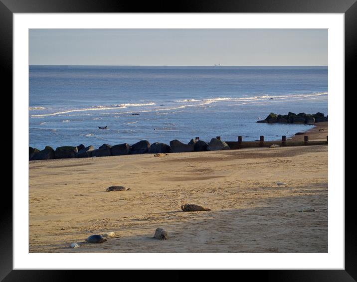 Seals on Horsey Beach, North Norfolk. Framed Mounted Print by mark humpage