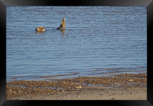 Seals on Horsey Beach, North Norfolk. Framed Print by mark humpage