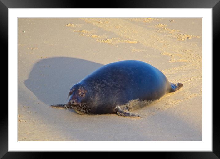 Seal on Horsey Beach, North Norfolk. Framed Mounted Print by mark humpage
