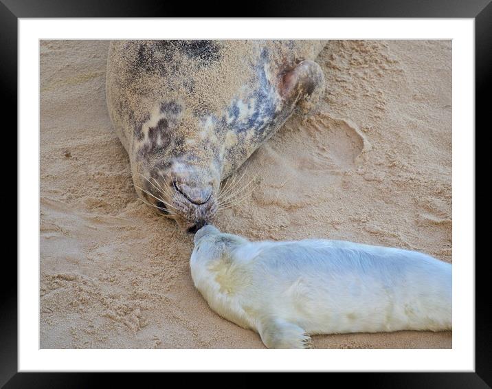 Seals on Horsey Beach, North Norfolk. Framed Mounted Print by mark humpage