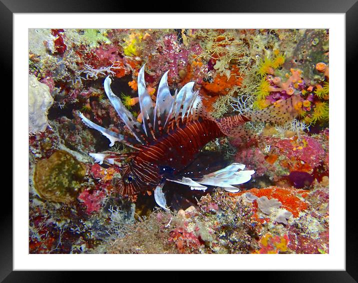 Lion fish underwater diving in Maldives Framed Mounted Print by mark humpage