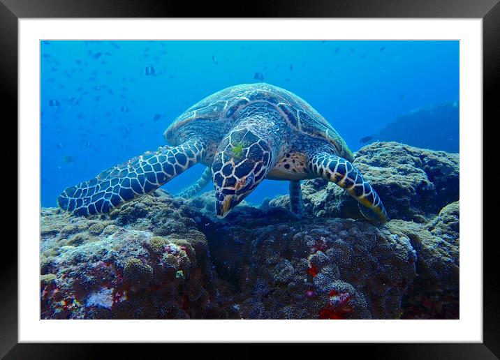 Turtle underwater diving in Maldives Framed Mounted Print by mark humpage