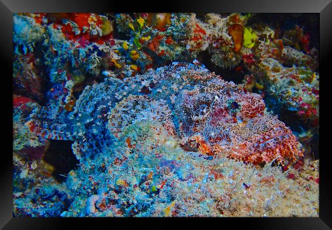 Scorpion fish underwater diving in Maldives Framed Print by mark humpage