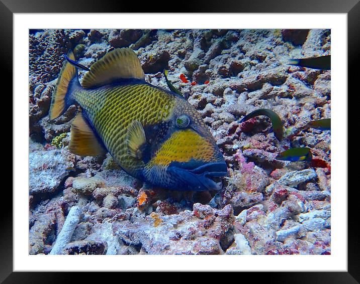 Parrot fish underwater diving in Maldives Framed Mounted Print by mark humpage