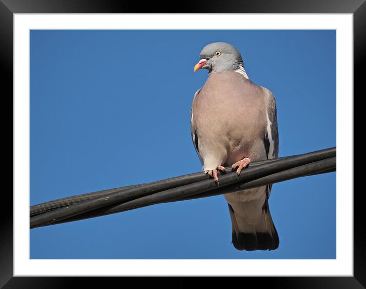 Wood pigeon standing on wire in sky Framed Mounted Print by mark humpage