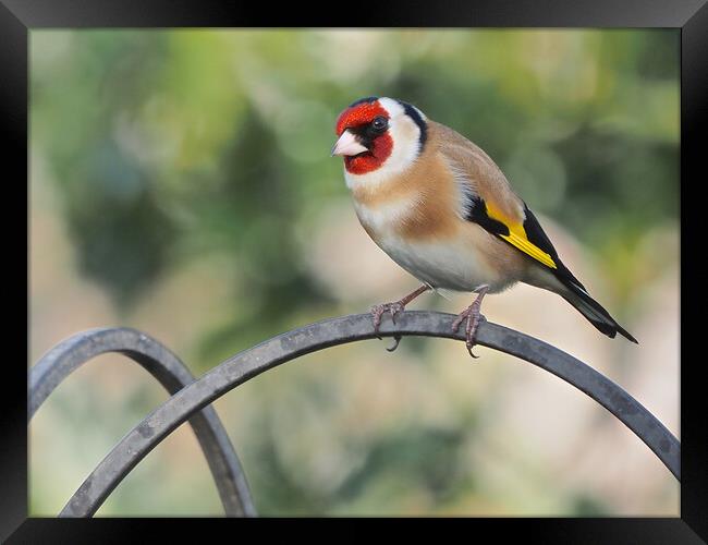 Goldfinch standing on bird feeder Framed Print by mark humpage