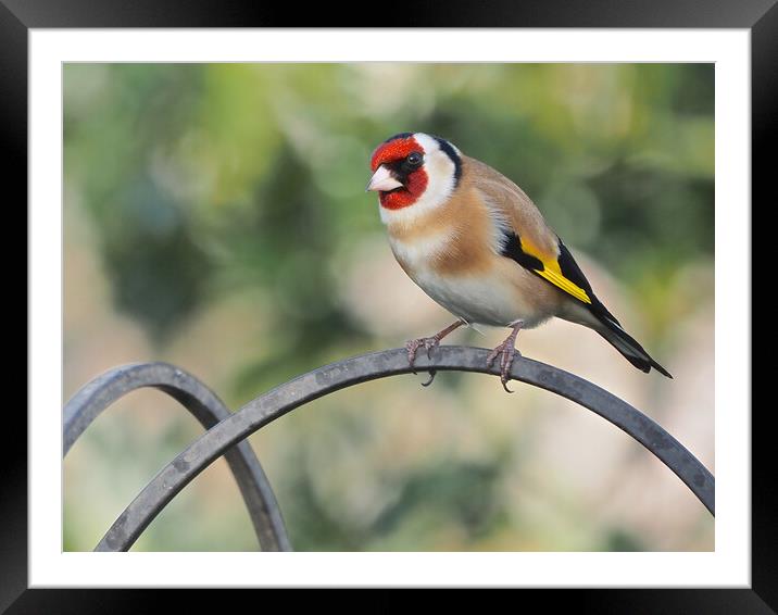 Goldfinch standing on bird feeder Framed Mounted Print by mark humpage