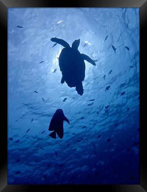 Green turtle underwater in Maldives Framed Print by mark humpage