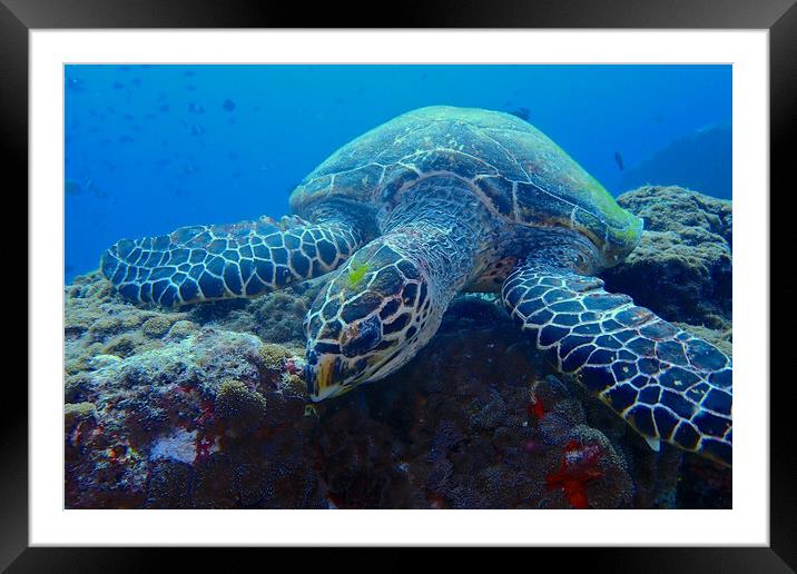 Green turtle underwater in coral reef Framed Mounted Print by mark humpage