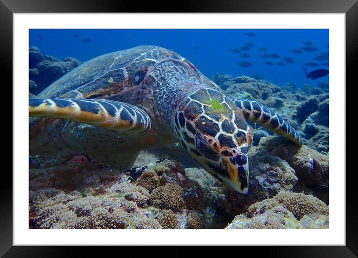 Green turtle close up underwater  Framed Mounted Print by mark humpage