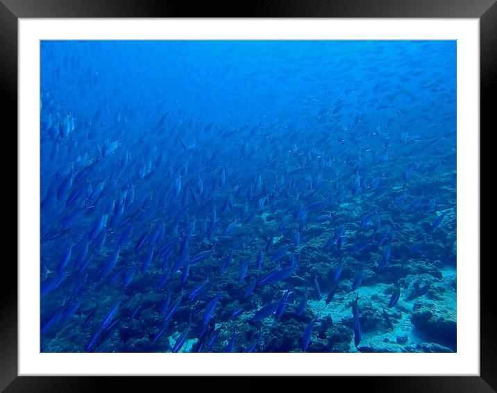School of fish underwater in Maldives Framed Mounted Print by mark humpage