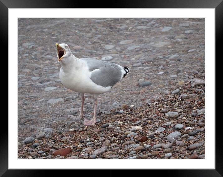 Seagull calling on a rocky beach in Brixham Framed Mounted Print by mark humpage