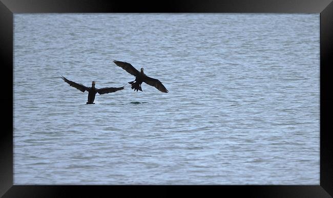 Cormorant birds landing on water in Brixham  Framed Print by mark humpage
