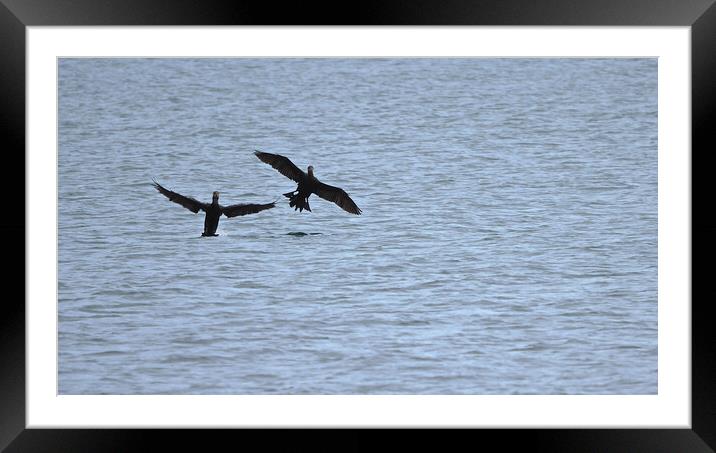 Cormorant birds landing on water in Brixham  Framed Mounted Print by mark humpage