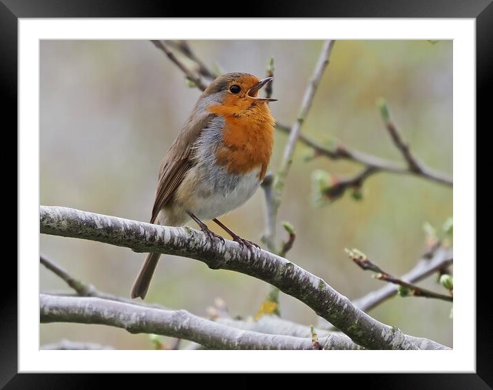 Robin singing perched on tree branch Framed Mounted Print by mark humpage