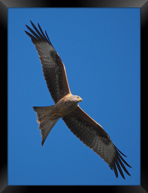 Red Kite close up flying in blue sky Framed Print by mark humpage