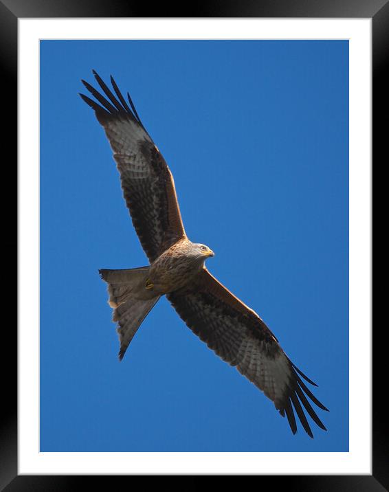 Red Kite close up flying in blue sky Framed Mounted Print by mark humpage