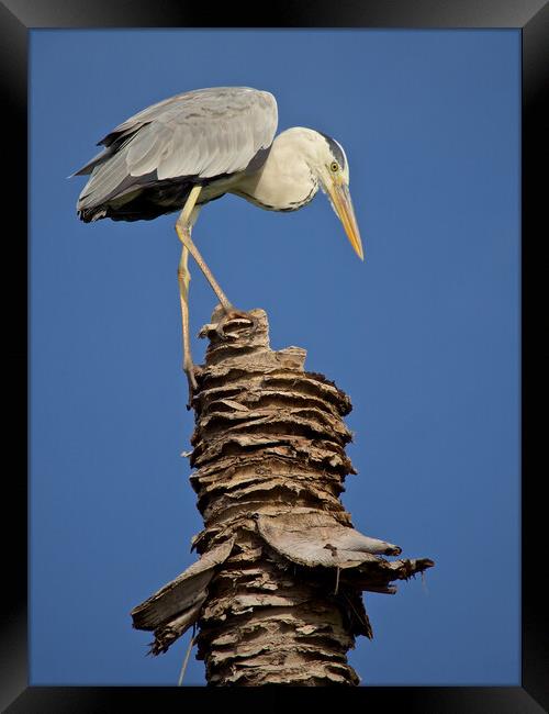 Heron standing on palm tree in Maldives Framed Print by mark humpage