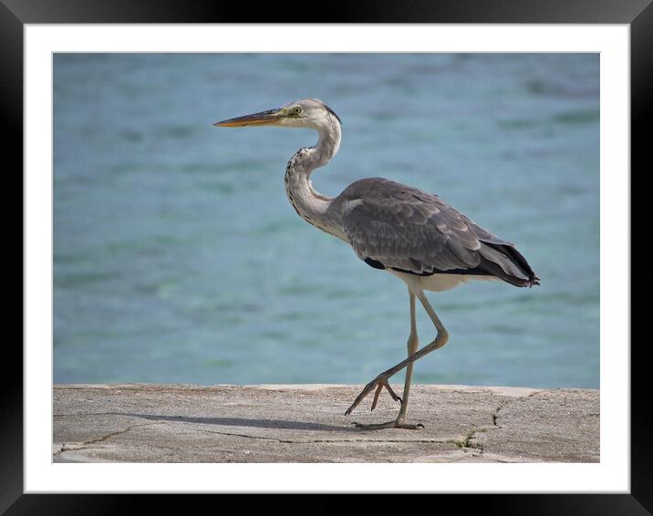 Heron standing next to water in Maldives Framed Mounted Print by mark humpage