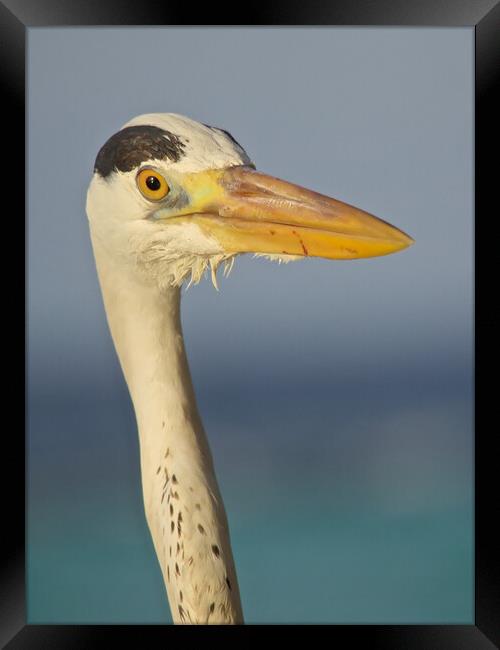 Heron close up in Maldives Framed Print by mark humpage