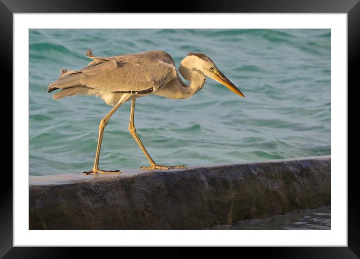Heron standing next to water in Maldives Framed Mounted Print by mark humpage