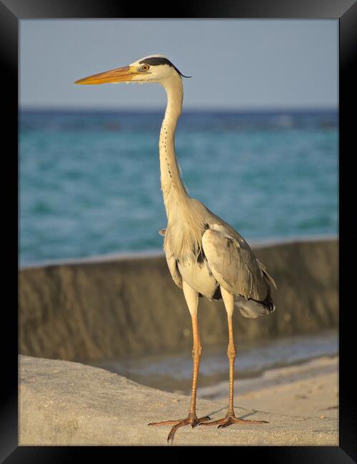 Heron standing next to water in Maldives Framed Print by mark humpage