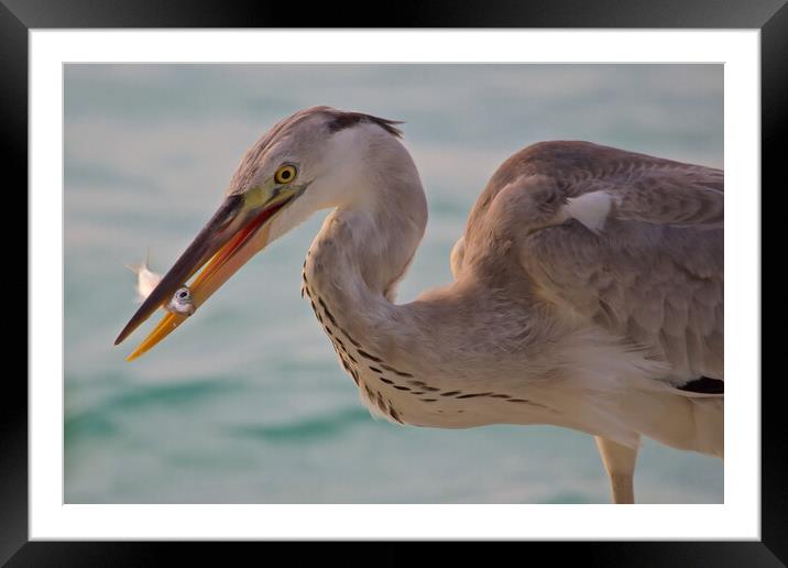 Heron next to water with fish in beak in Maldives Framed Mounted Print by mark humpage