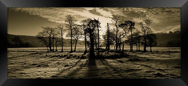 Trees Framed Print by Brett Trafford