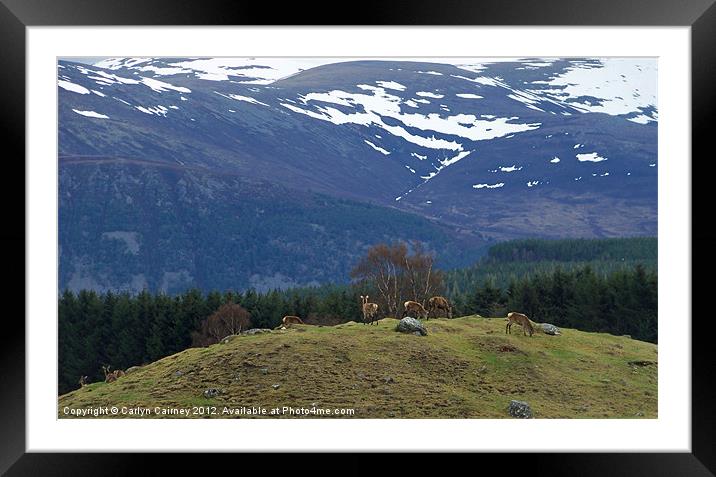 Red Deer in Scottish Highlands Framed Mounted Print by Carlyn Cairney-McCubb