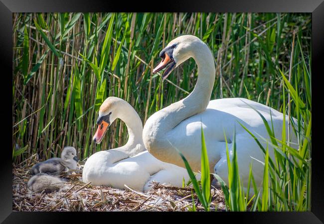 swans with Cygnets Framed Print by Peter Jarvis