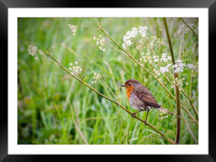 Robin Framed Mounted Print by Peter Jarvis