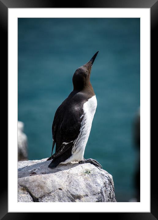 Guillemot on the Farne Islands, Northumberland, UK. Framed Mounted Print by Peter Jarvis