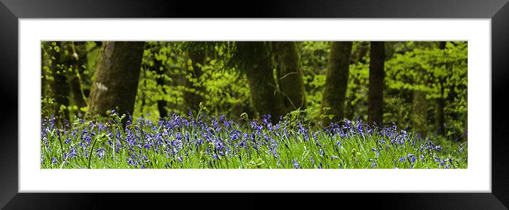Bluebells Framed Mounted Print by Peter Jarvis