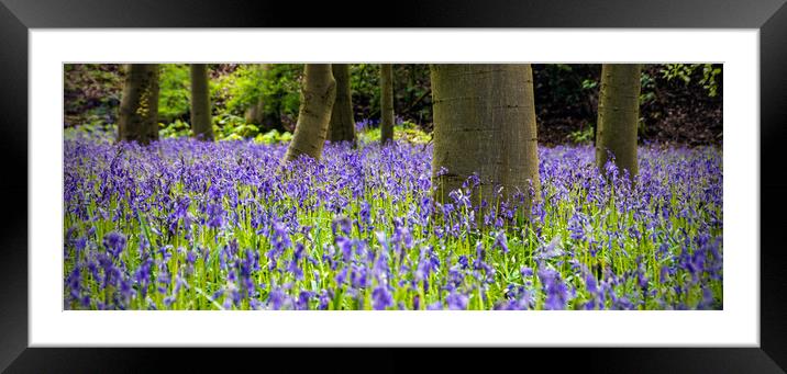 Bluebell Wood Framed Mounted Print by Peter Jarvis