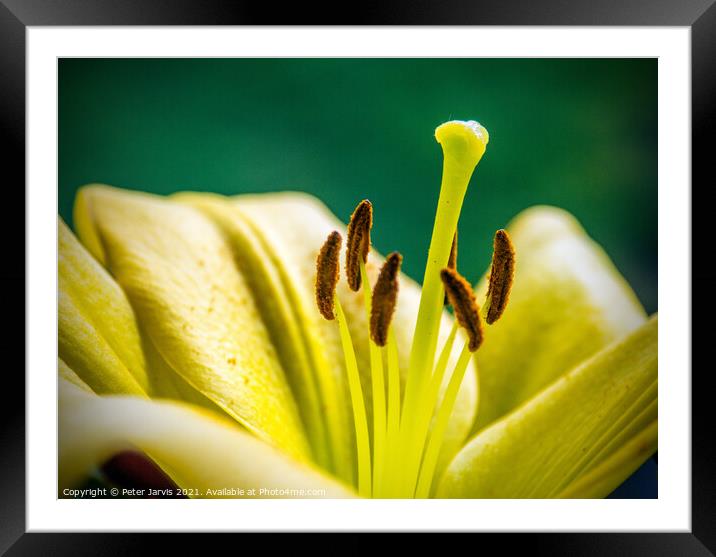 Lily Framed Mounted Print by Peter Jarvis