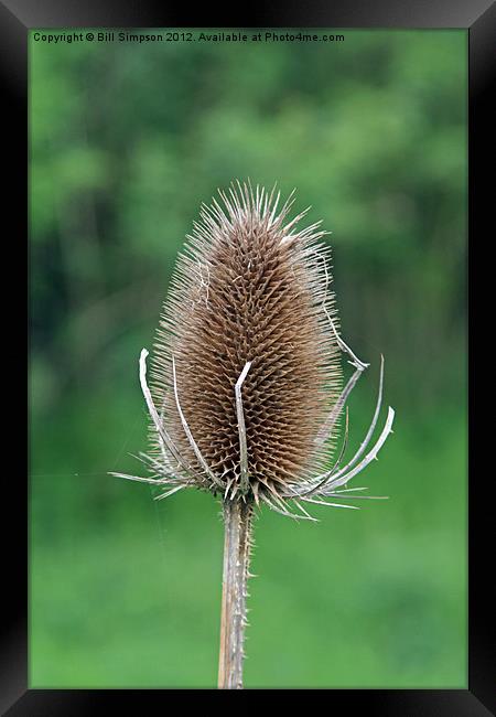 Thistle Seed Head Framed Print by Bill Simpson