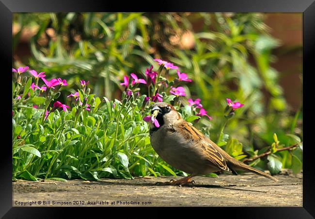 Sparrow Eating Aubretia Framed Print by Bill Simpson