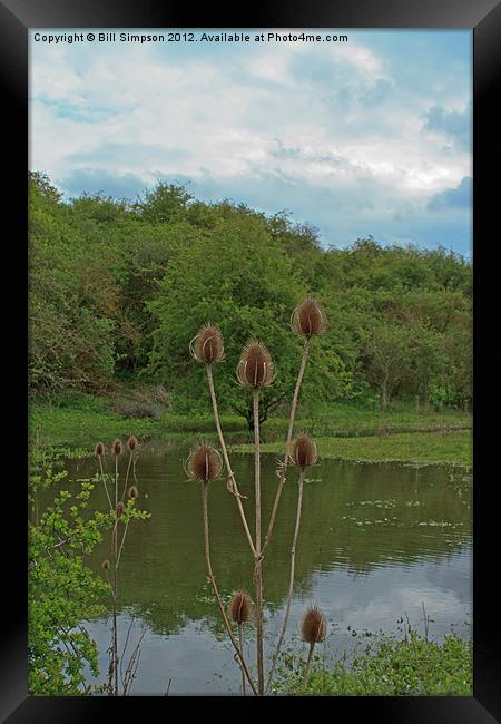 Thistle Seed Heads over Water Framed Print by Bill Simpson