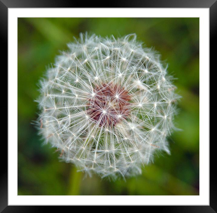 Dandylion seed head Framed Mounted Print by Bill Simpson