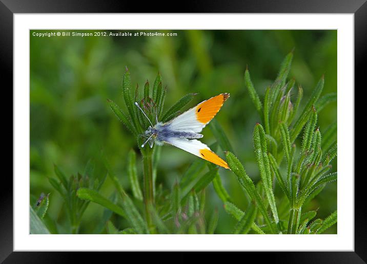 Orange Tip Butterfly Framed Mounted Print by Bill Simpson