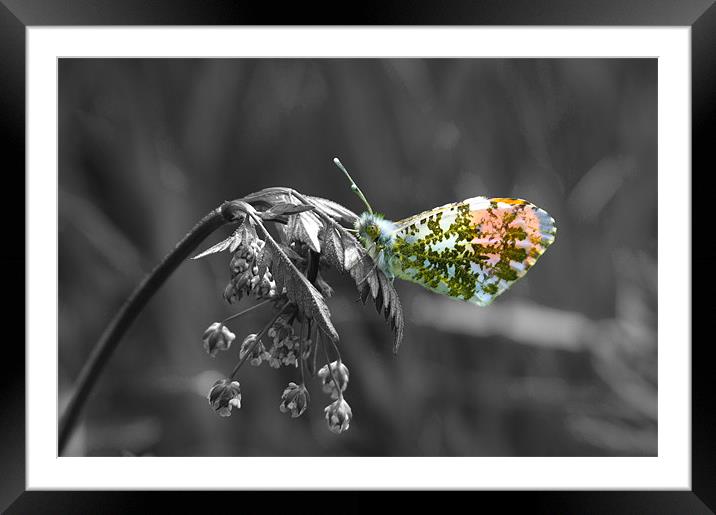 Orange Tip Butterfly Black White Framed Mounted Print by Bill Simpson