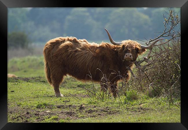 Scottish Long Horn Cattle Framed Print by Bill Simpson