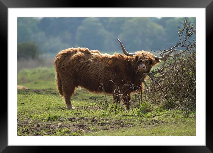 Scottish Long Horn Cattle Framed Mounted Print by Bill Simpson