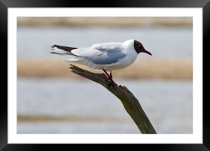 Black Headed Gull Perched on Branch Framed Mounted Print by Bill Simpson