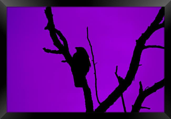 Crow silhouette against Purple Sky Framed Print by Bill Simpson