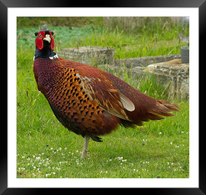 Pheasant on one leg Framed Mounted Print by Bill Simpson