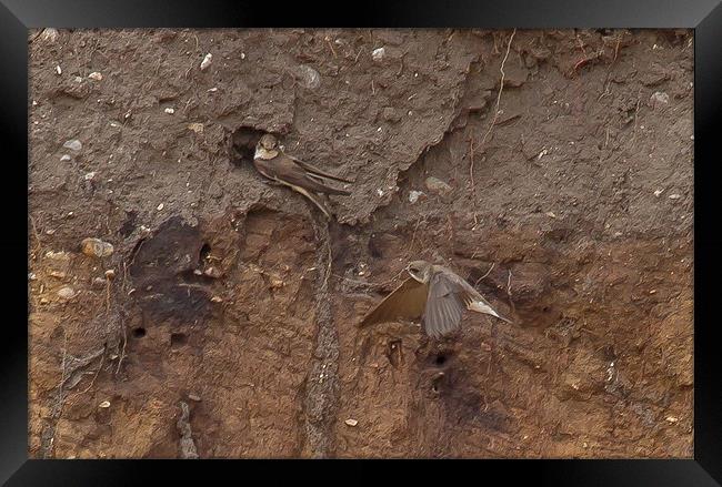 Sand Martins at Nest Hole Framed Print by Bill Simpson