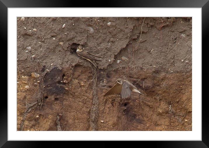 Sand Martins at Nest Hole Framed Mounted Print by Bill Simpson